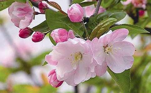 又是一年海棠花開時學生寄語（通用17篇）