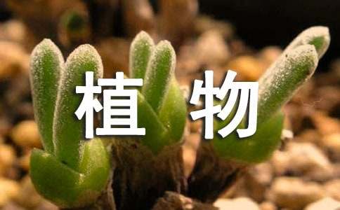 關(guān)于春天植物的比喻句150句