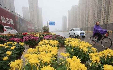 風雨中的菊花（記敘文）