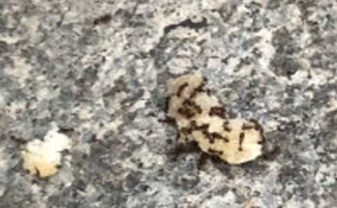小螞蟻歷險記續寫